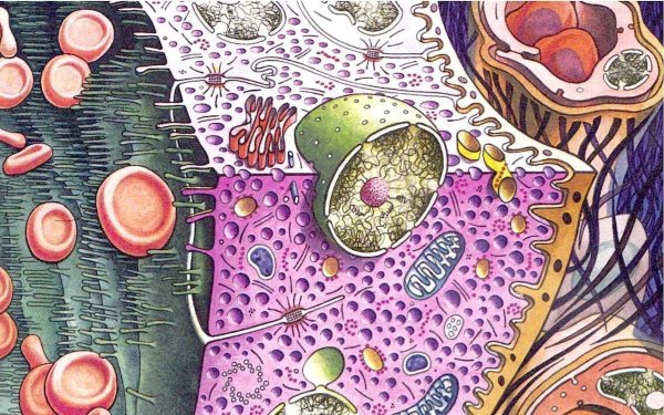 цитология рисунок