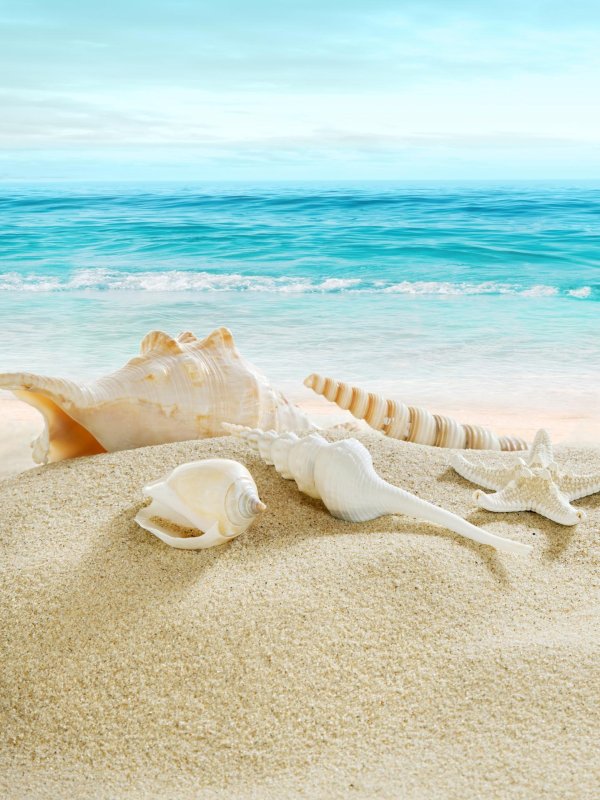 ракушки на пляже