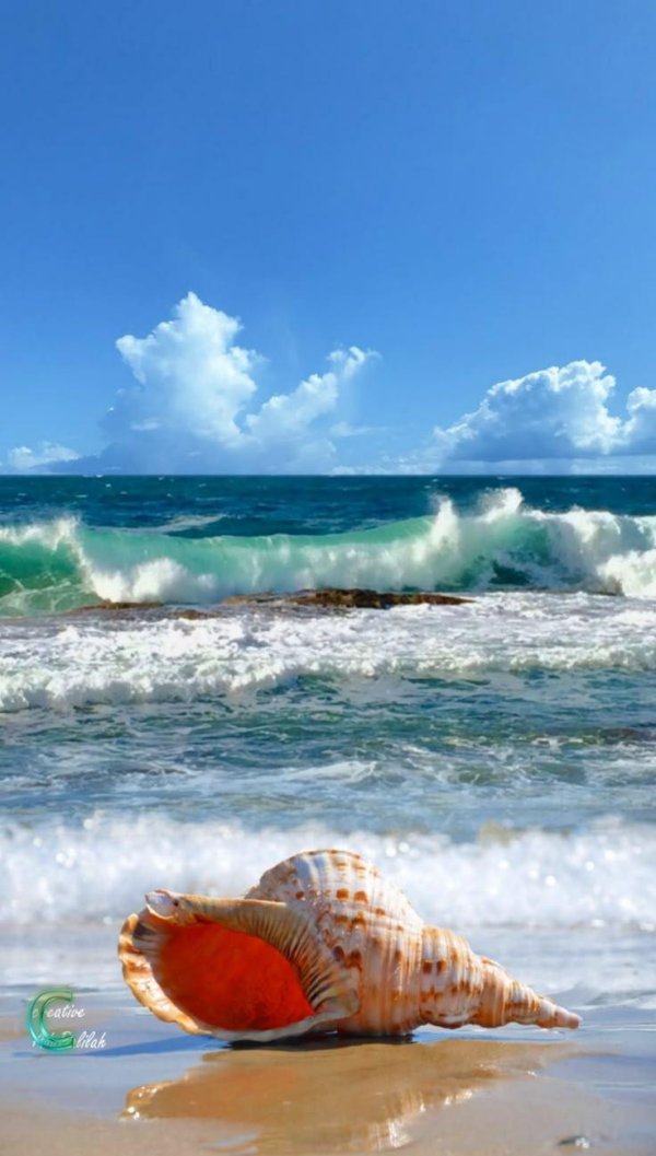 морская раковина