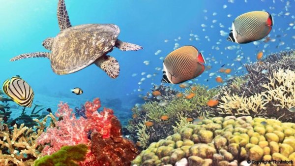 туббатаха риф черепаха