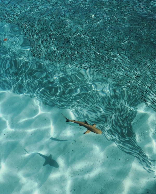 акула плывет