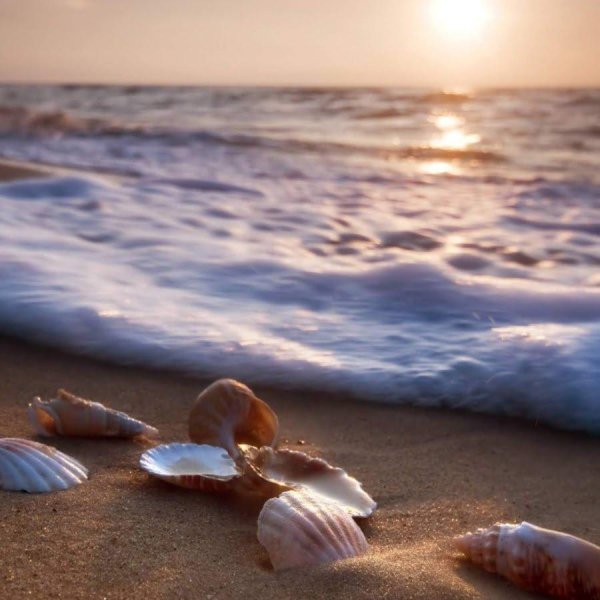 ракушка на пляже