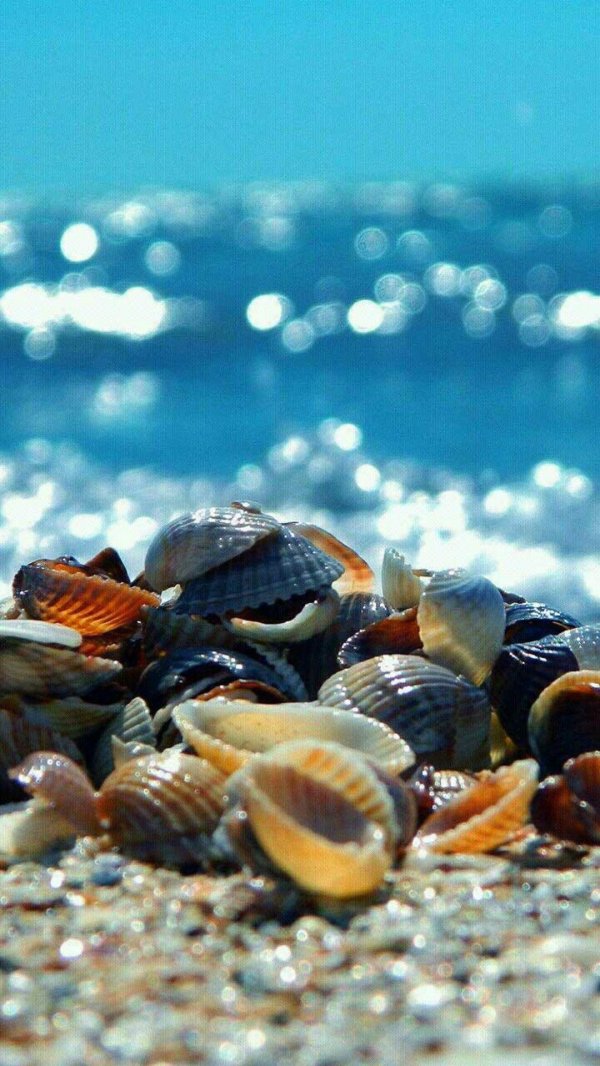 ракушки черного моря