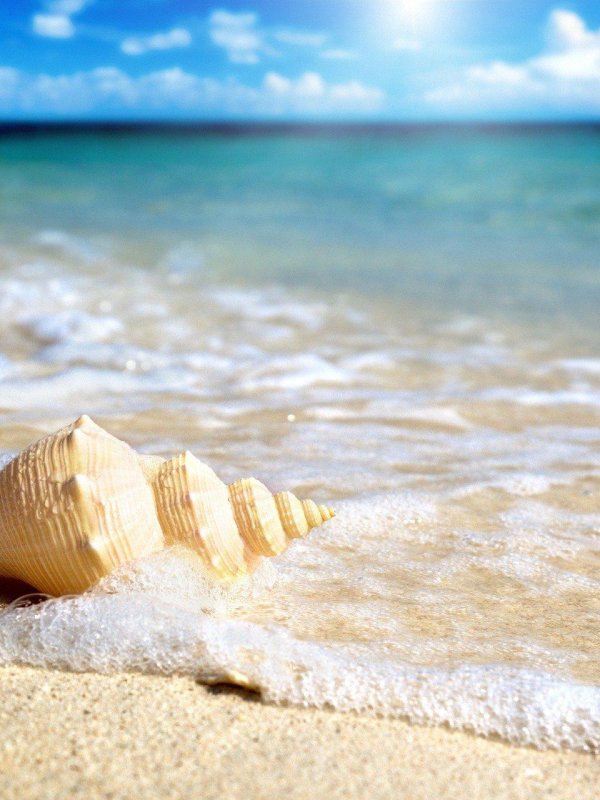 морская раковина