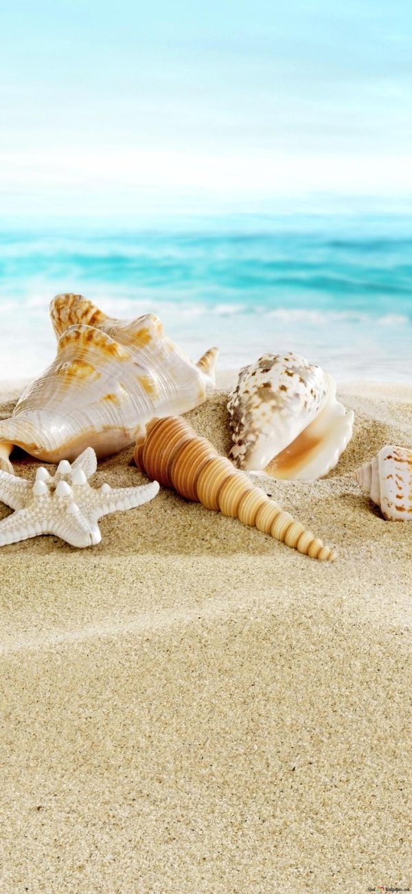 ракушка на песке