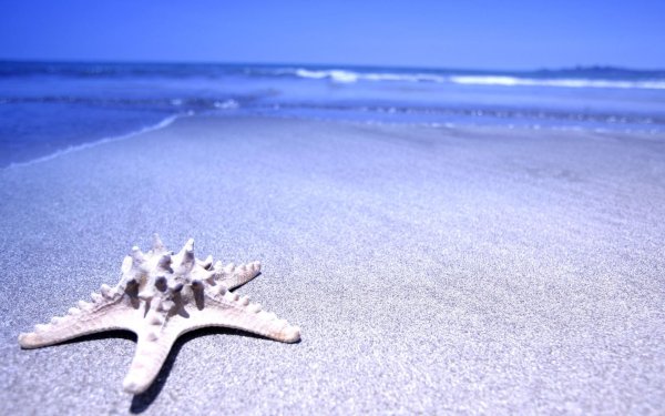 морская звездочка
