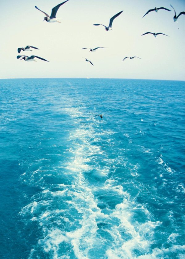 чайка над морем