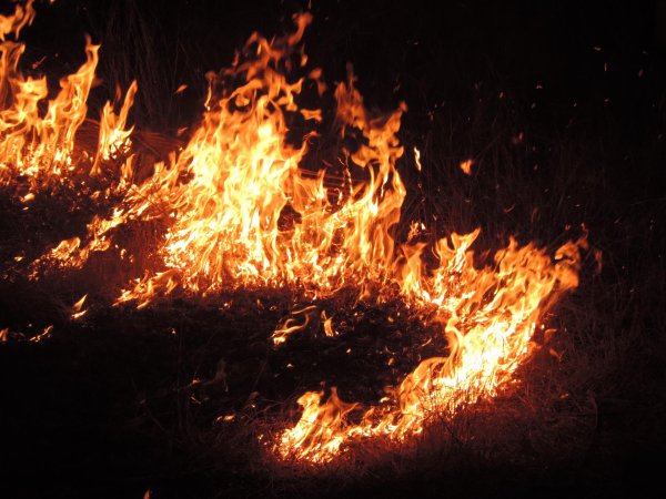 пожар в лесу