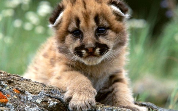 красивые звери