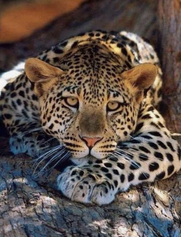 леопард африканский