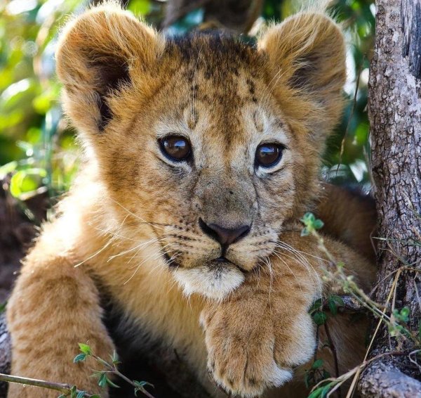 милые львята