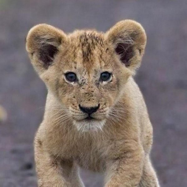 детеныши льва
