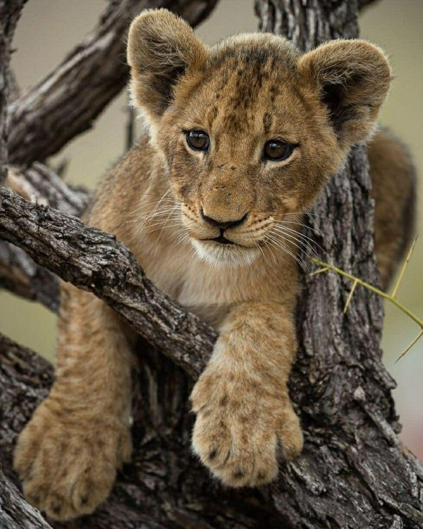 красивые животные