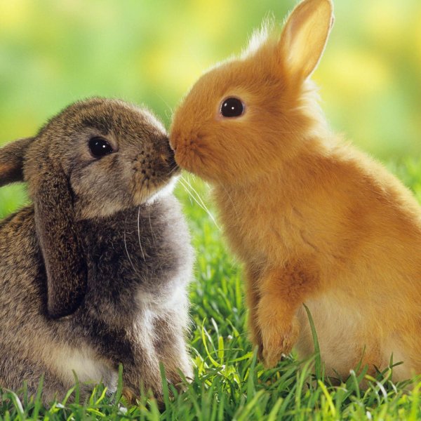 два кролика