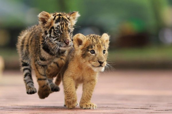 тигренок маленький