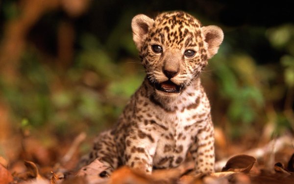 baby jaguar