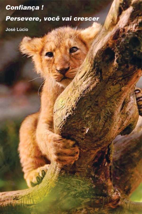 милые львята