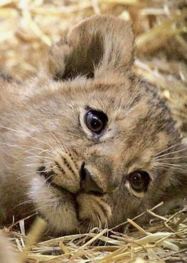 милые львята