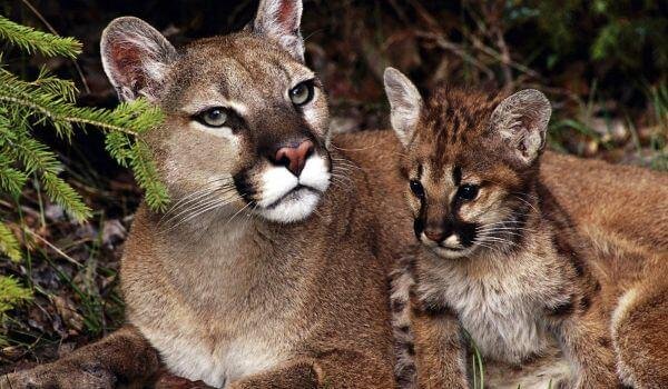 флоридская пума