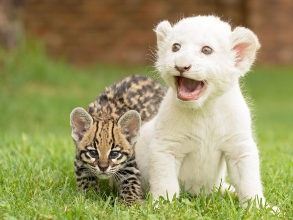 the white lion cubs