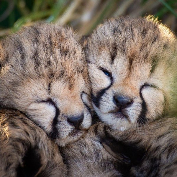 малыш гепарда