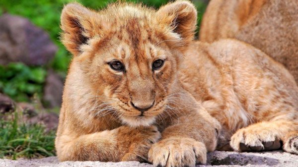 милые львята