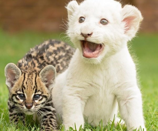 белые тигрята