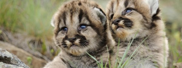 детеныши животных