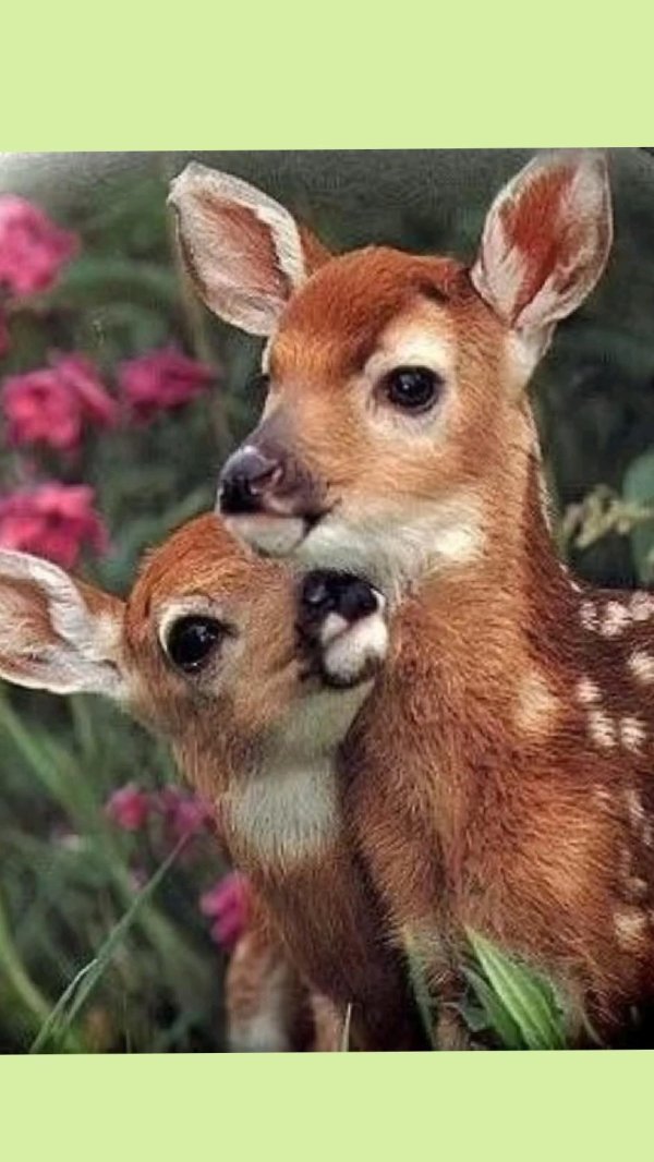 олененок животное