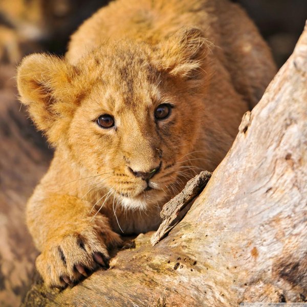 про животных