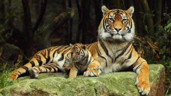 суматранский тигр