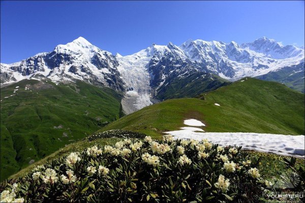 рододендрон кавказский