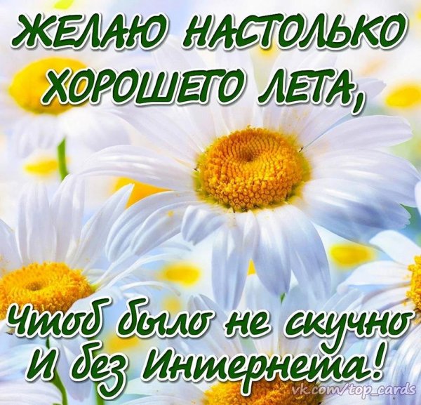 красивые ромашки