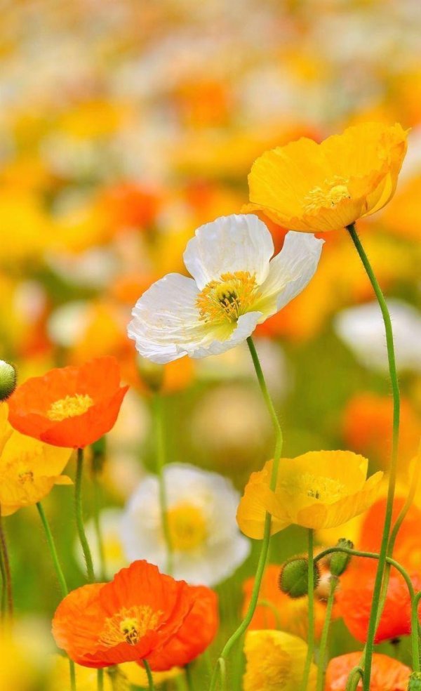 цветки мака