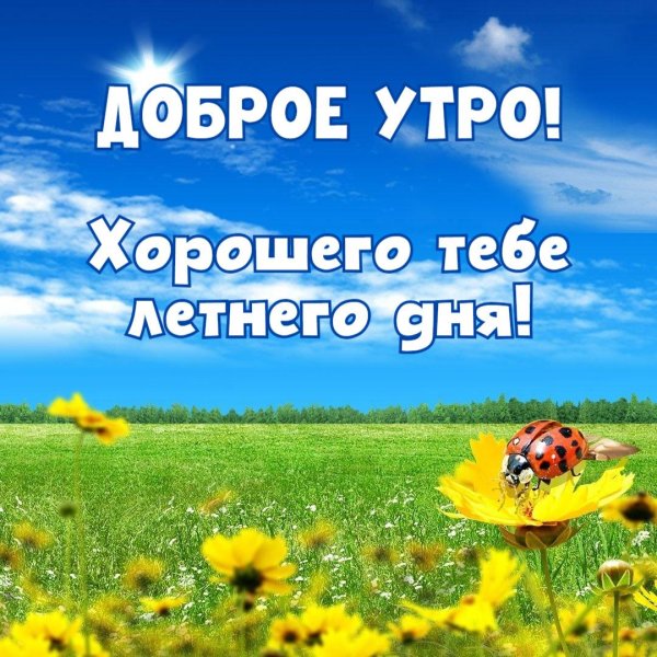 летнее утро доброе
