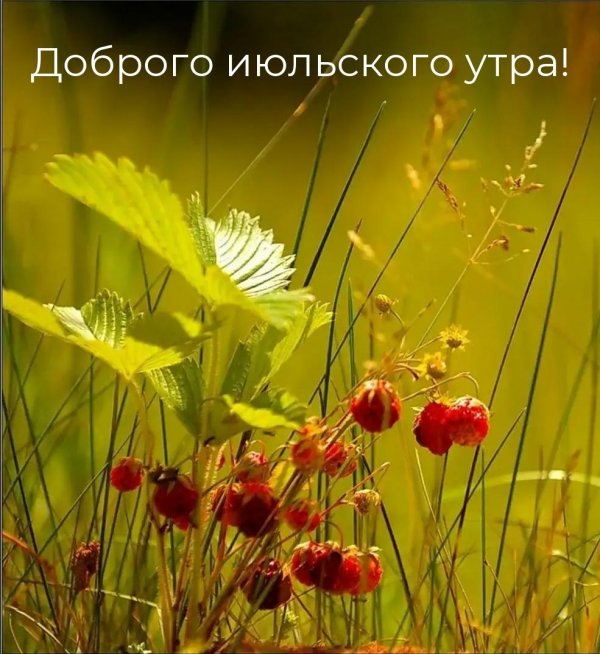 доброго июльского утра