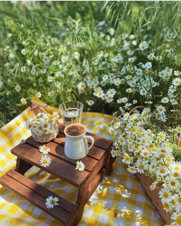 ромашки и кофе