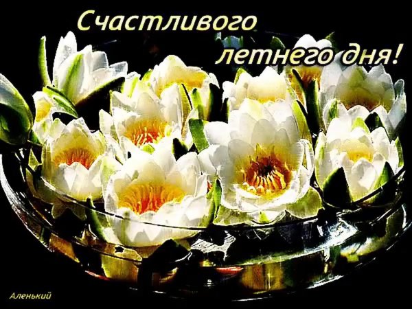 цветы лотоса букет