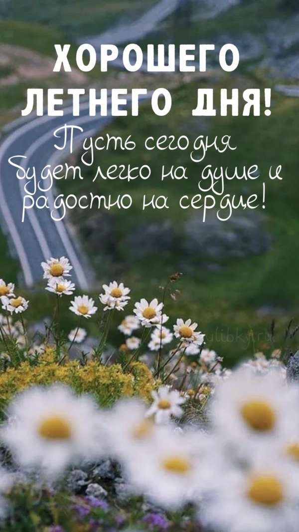 природа ромашки