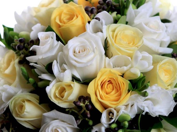 бело желтые розы