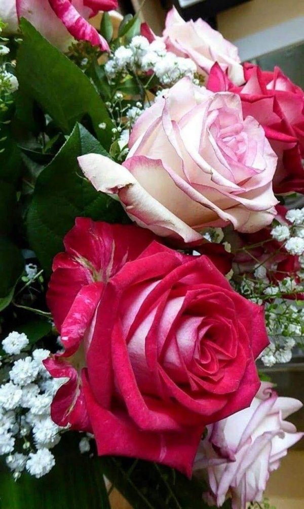 свежие цветы