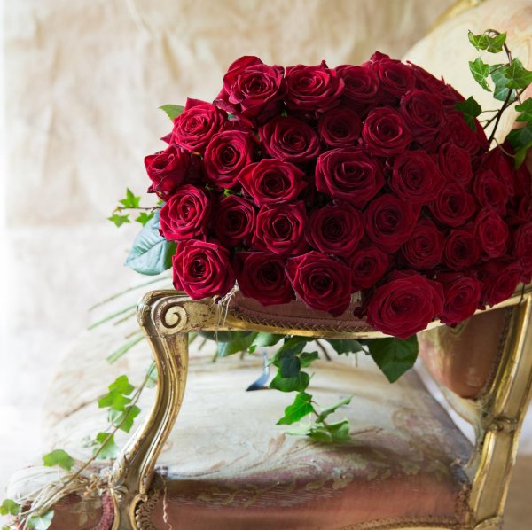 роза мейфеир