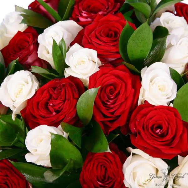 бело красная роза