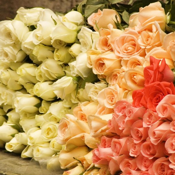 роза пич аваланж