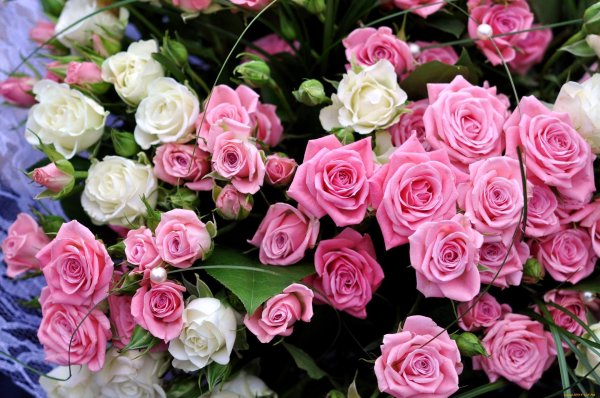 кустовая роза