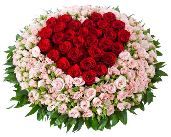 красная кустовая роза