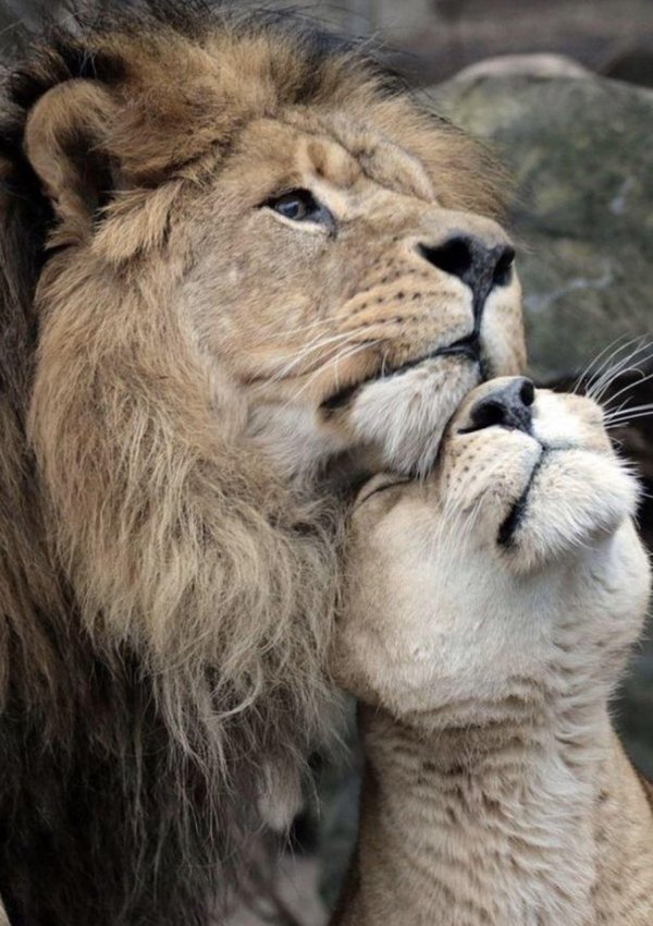 статусы со львами