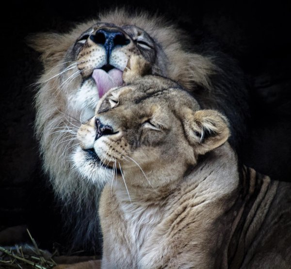 парочки животных