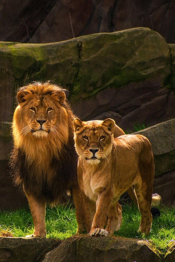 львиный прайд