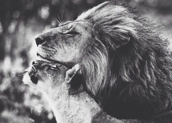 лев и львица